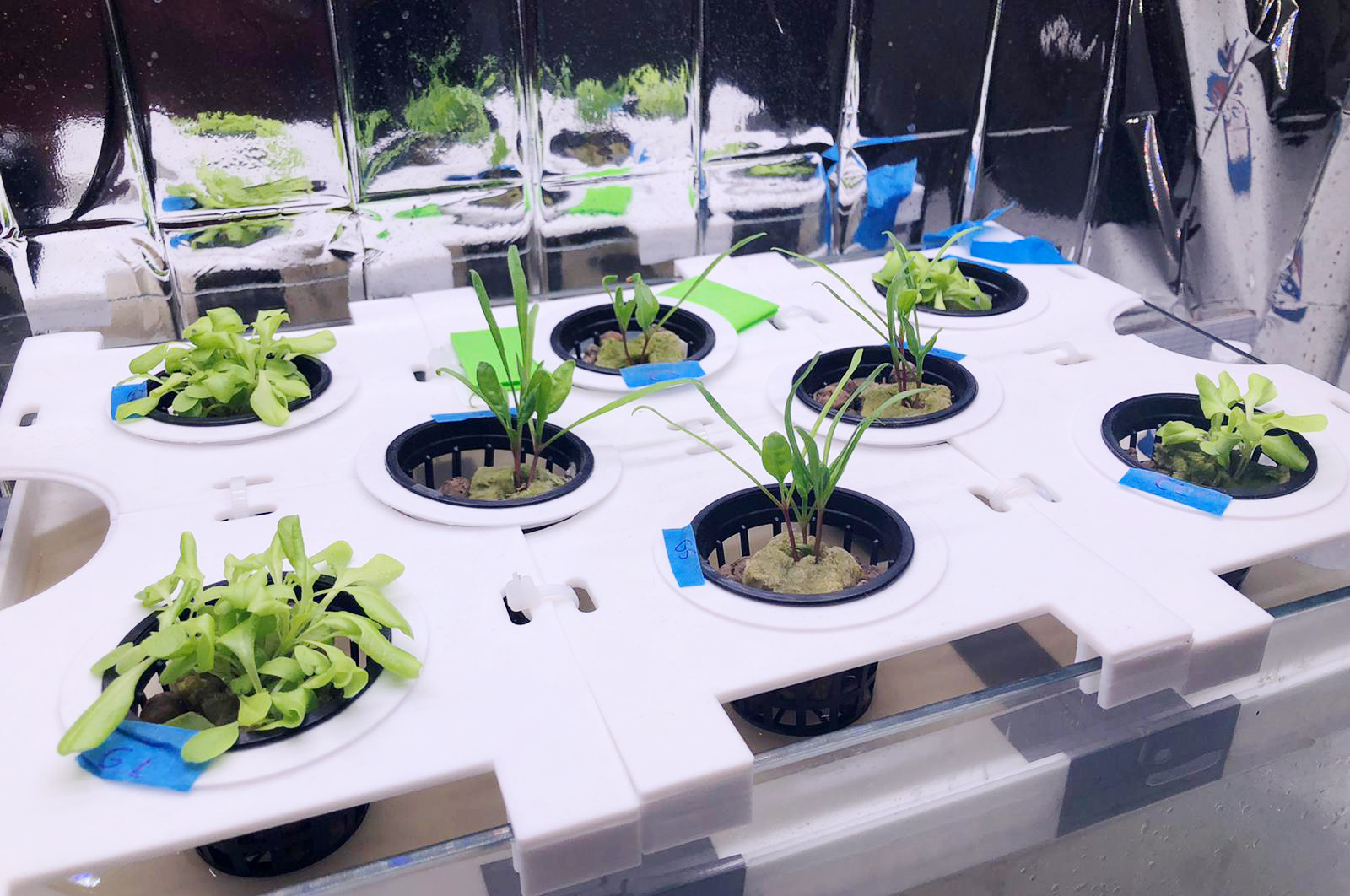 Plants in Lunares - hydroponics stand